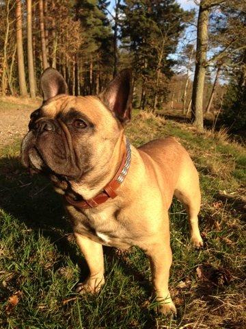 Fransk bulldog Hedebo's Cecil † 27-3-2014 billede 41