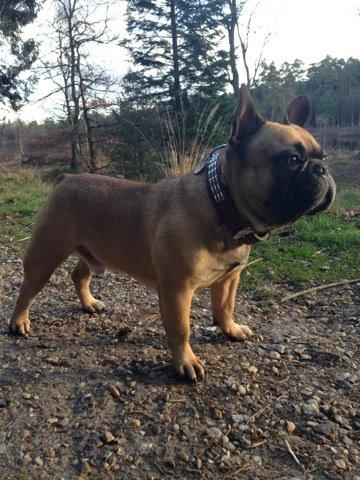 Fransk bulldog Hedebo's Cecil † 27-3-2014 billede 6