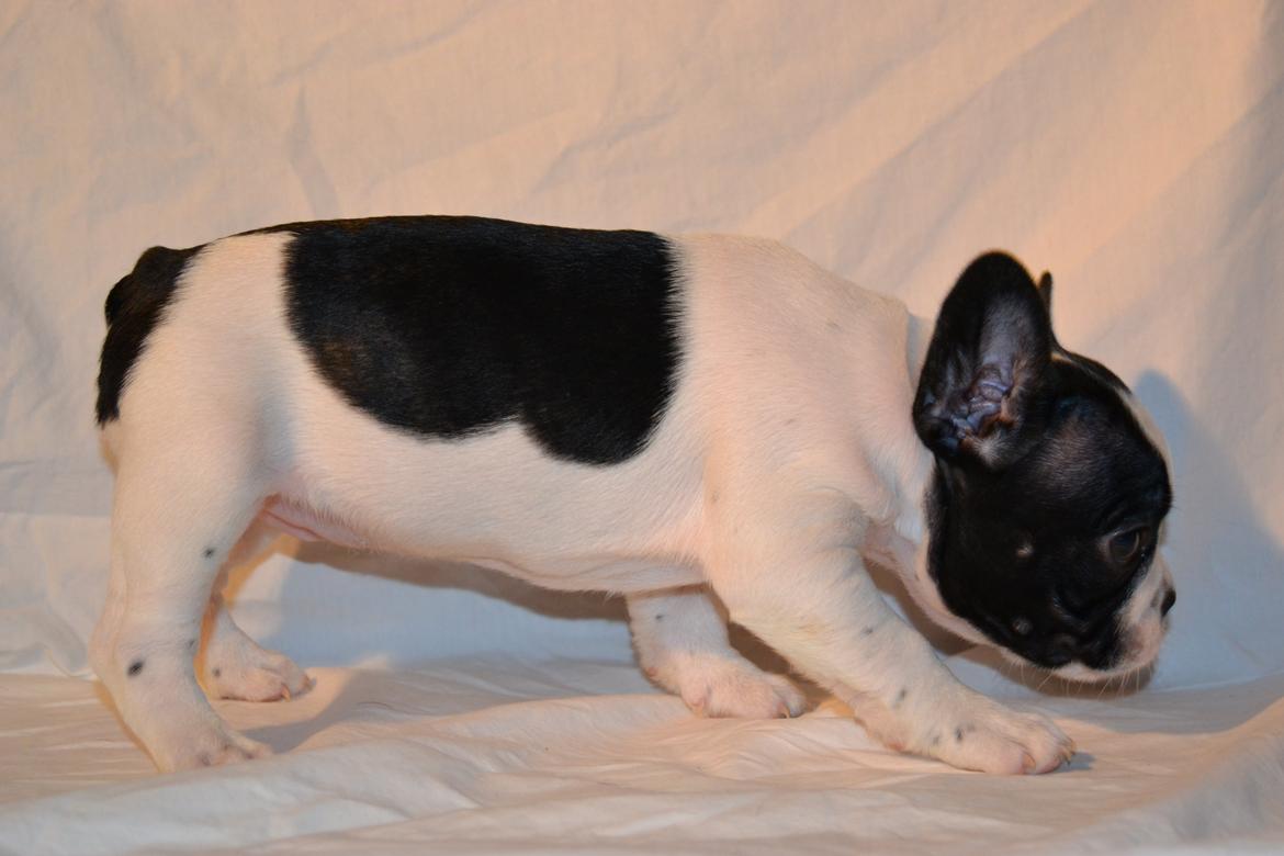 Fransk bulldog Enya billede 2