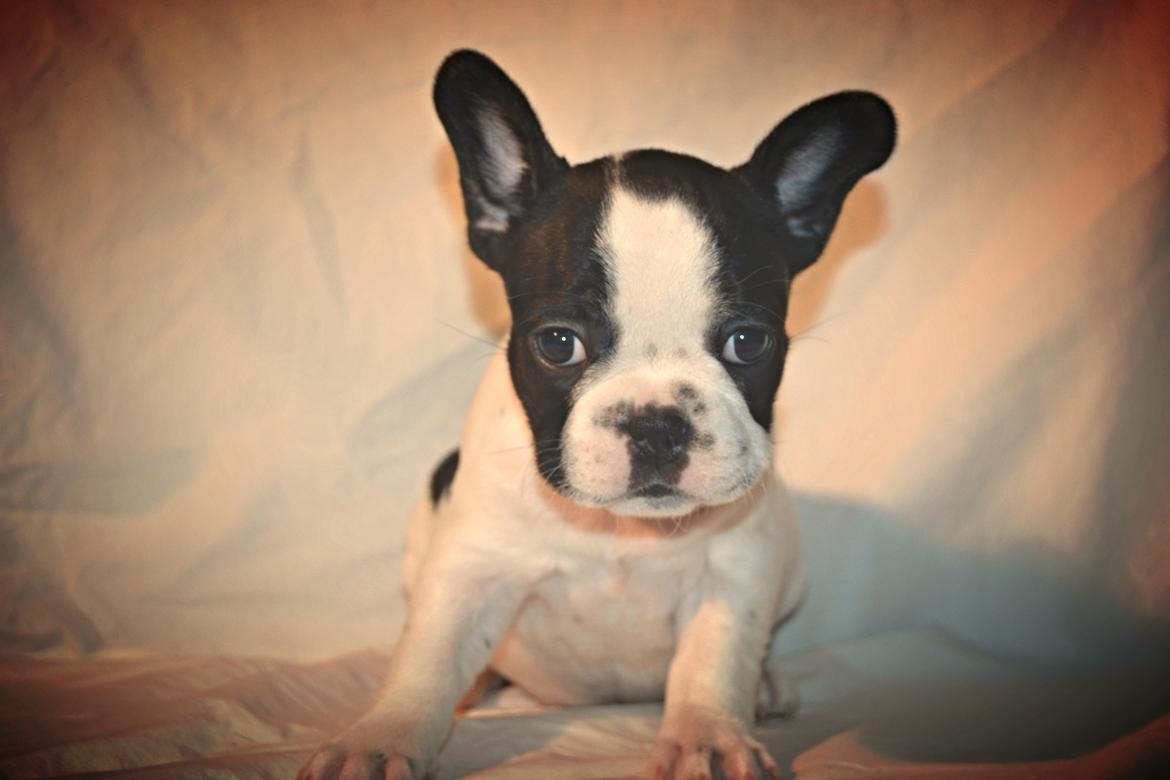 Fransk bulldog Enya billede 1