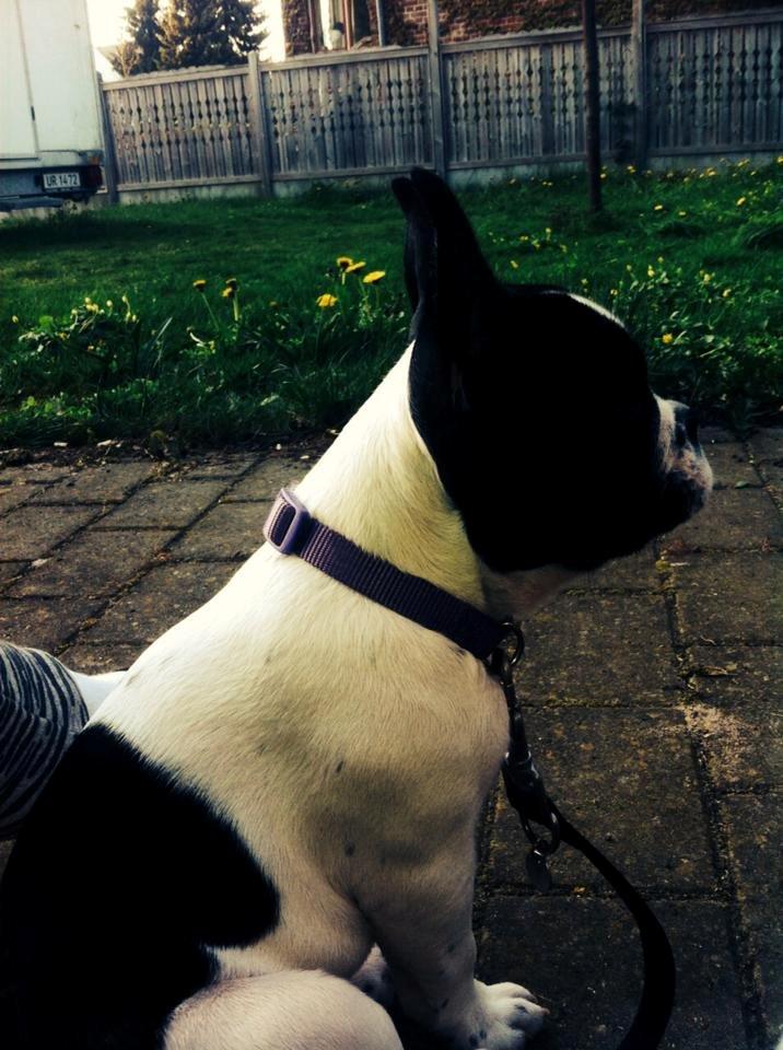 Fransk bulldog Enya billede 4