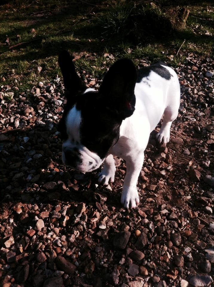 Fransk bulldog Enya billede 3