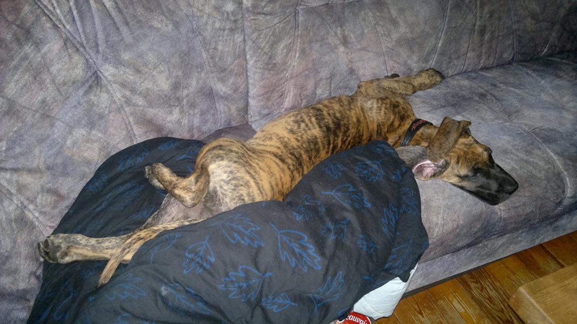 Grand danois Mini billede 19