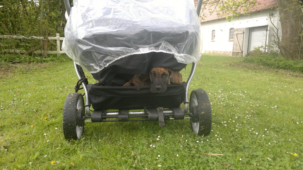 Grand danois Mini billede 20