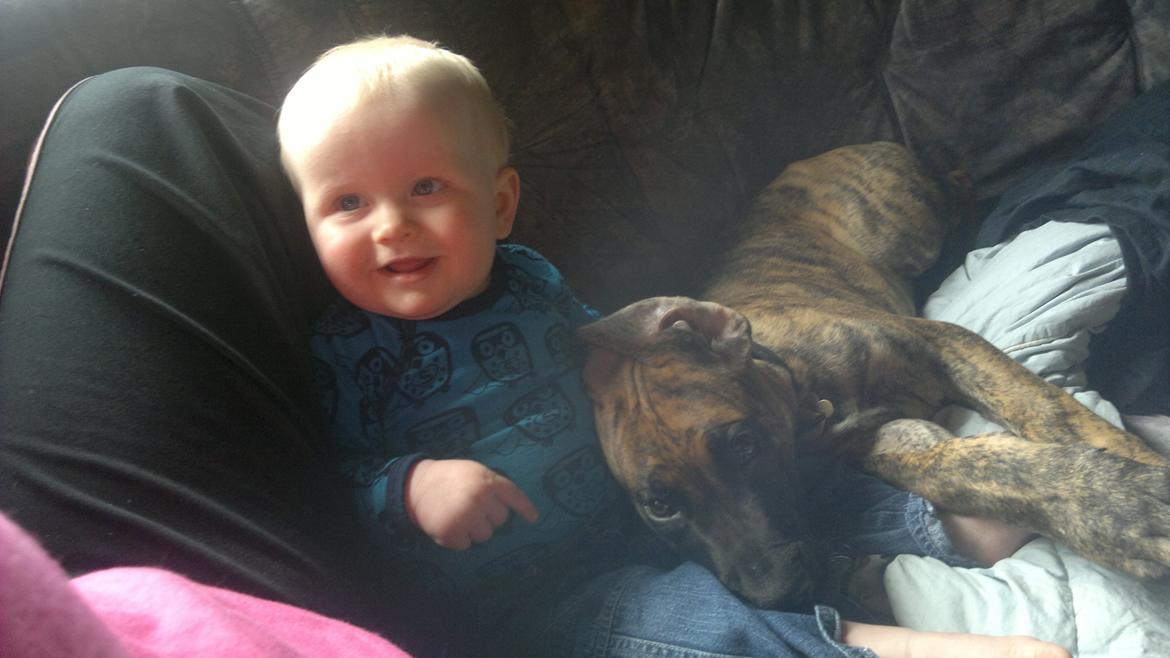 Grand danois Mini billede 21