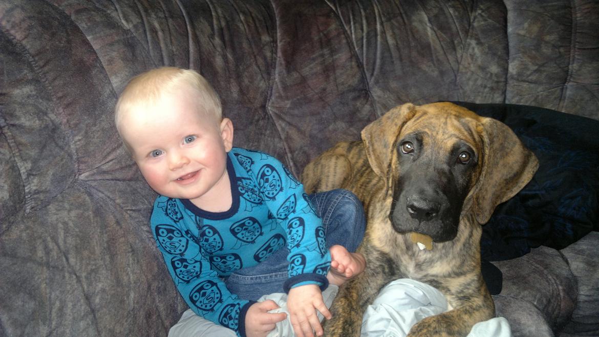 Grand danois Mini billede 22