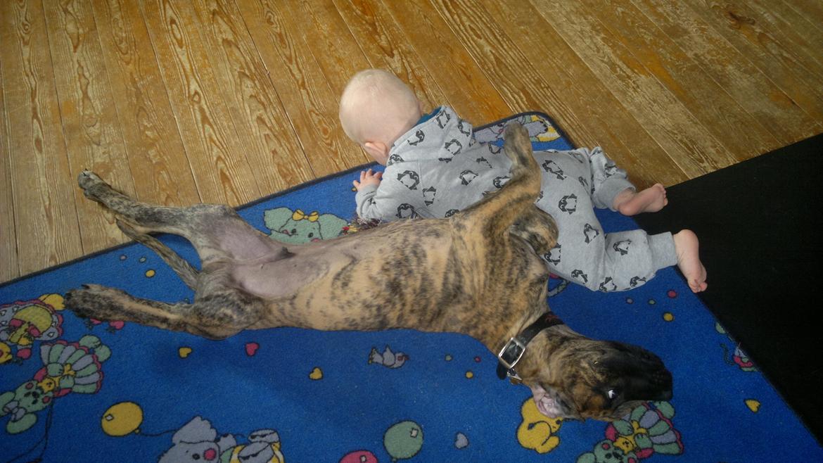 Grand danois Mini billede 23