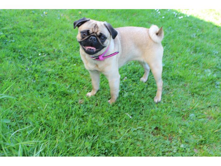 Mops Cadie billede 1