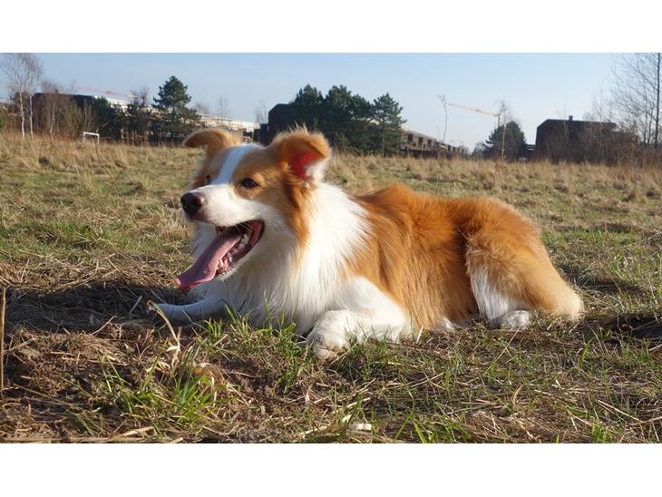 Border collie NOYTCB Split Second (Muffin) billede 1