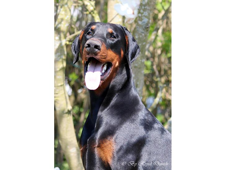 Dobermann Destiny´s Phoenix In The Spotlight aka Bentley - 12 måneder billede 1