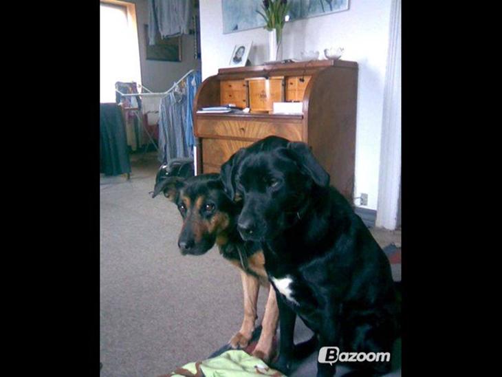 Blanding af racer Sif billede 1