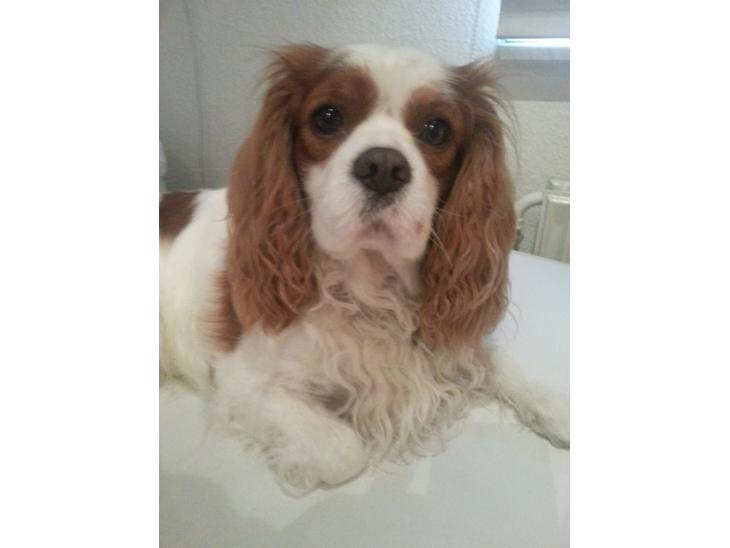 Cavalier king charles spaniel Victor billede 1