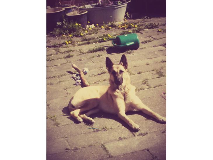 Blanding af racer Luna billede 1