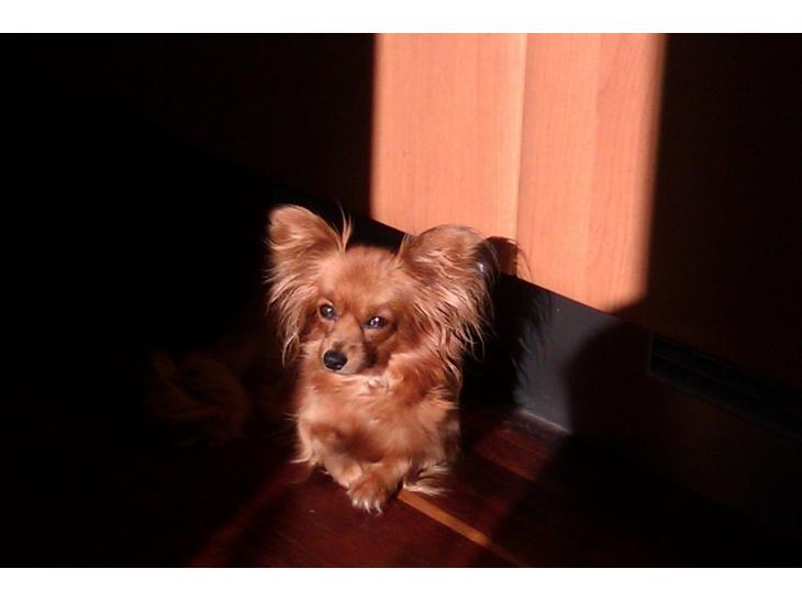 {{currentPhoto.altText}} billede {{currentPhoto.number}}