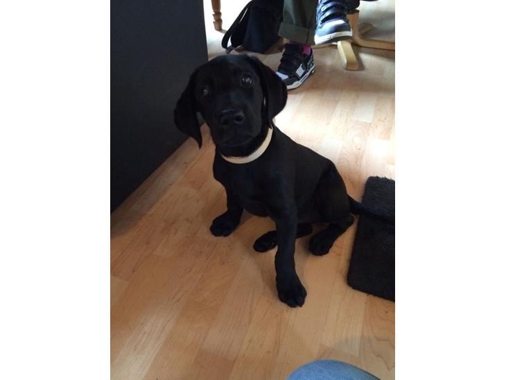 {{currentPhoto.altText}} billede {{currentPhoto.number}}