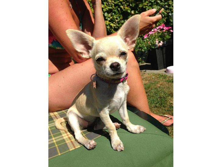 Chihuahua Emma billede 1