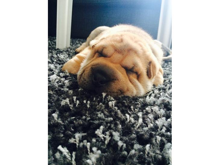 Shar pei Berta billede 1