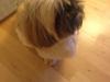 Shih tzu Chico