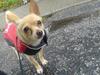 Chihuahua Bella