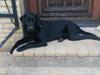 Labrador retriever Buller
