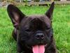 Fransk bulldog Marco