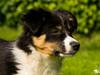 Border collie Sassy