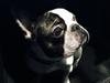 Fransk bulldog Elliot 
