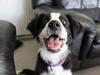 Border collie og labrador -Bailey