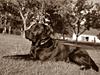 Labrador retriever Yellowstone Butler *DØD*