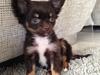 Chihuahua Nugget