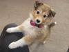 Shetland sheepdog Molly