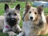 Cairn terrier Smut