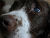 Engelsk springer spaniel Dina [ Himmelhund]