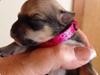 Chihuahua Chanel