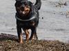 Rottweiler Ziva