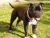 Staffordshire bull terrier Kiwi 
