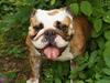 Engelsk bulldog Aurora "Fru. Flemming"