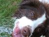 Border collie George