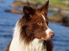 Border collie Rofus