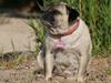 Mops Omichi Vlada *Russisk* [ Himmelhund]