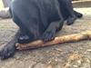 Labrador retriever Lexi