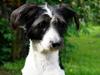 Blanding af racer Border Collie/Rizenschnauzer Trille
