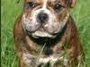 Olde english bulldogge Ella