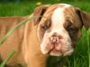 Olde english bulldogge Shelby. [Tidl. hund]