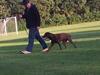 Labrador retriever wilma