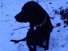 Labrador retriever Fümeé