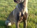 Malinois Independet Spirit's Luxus
