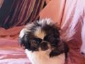 Pekingeser Gucci "Fimmer"