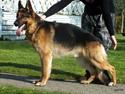 Schæferhund Rex