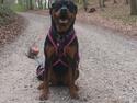 Rottweiler Silja
